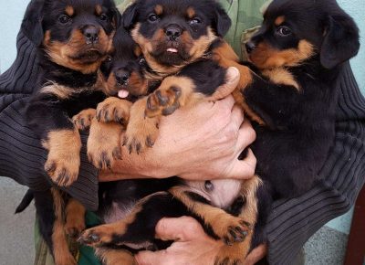 viberimage202112221823036301640350750