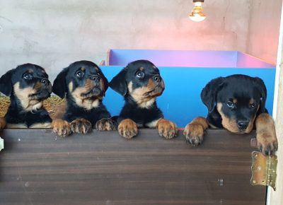 viberimage202112221823038041640350750