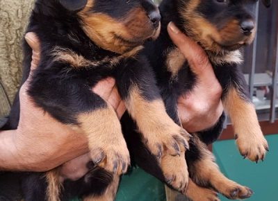 viberimage202112221823041731640350751