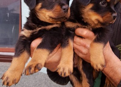 viberimage202112221823043111640350750