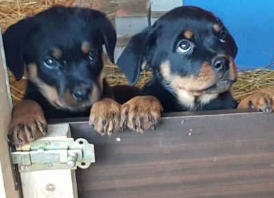 viberimage202112221823044621640350751