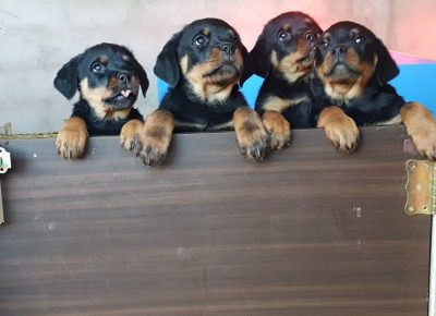 viberimage202112221823046371640350752