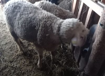 IMG431bdfb10859634ac96014ed69795051V1642437873