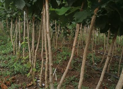 IMGd2dd74b1841d0c21187133d907163e11V1641892616