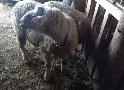 IMGe93559c4fd362b9c0ee4f569caf90255V1642437847