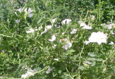 RASADNIKDODICMILUTOVAC(4)1641892618