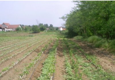 RASADNIKDODICMILUTOVAC(5)1641892616