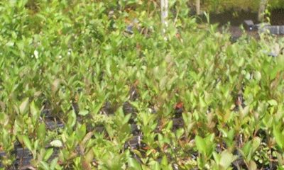 RASADNIKDODICMILUTOVAC(6)1641892617