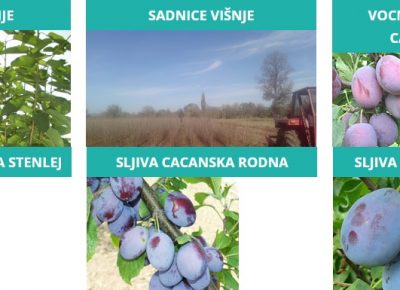 RASADNIKDODICMILUTOVAC(7)1641892617