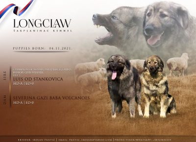 viberimage202201031237429351641302136