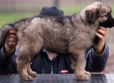 viberimage202201031237525821641302137