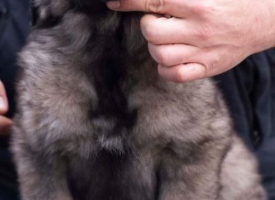 viberimage202201031237546141641302137