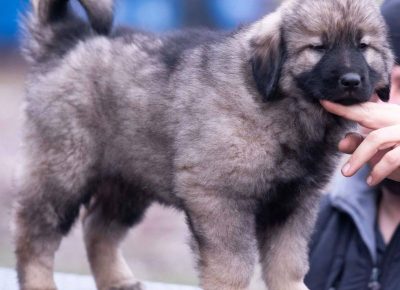 viberimage202201031237546981641302138