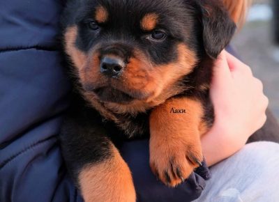 2715754434557875195528473867257723744233339n1643911475