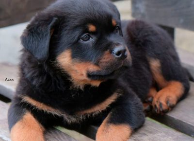 2719506495317770280036931435947059851945801n1643911477