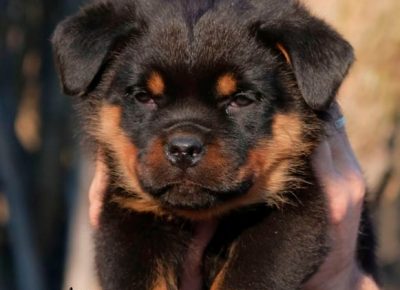 2720462474437009174866636507397371297361514n1643911476