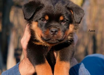 27210428713305783141291757811511529859479350n1643911477