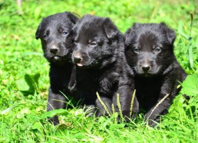 viberimage102202191119099211645394827