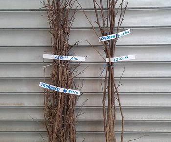 viberslika20220210092805122manja1645082541