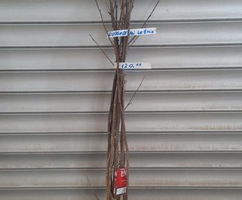 viberslika20220210092805215manja1645082541