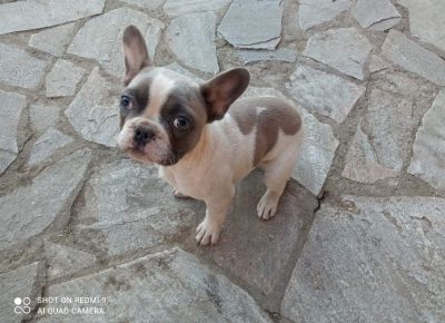 viberslika202202141915496121645387557