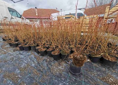 viberslika202202141950533031645281912