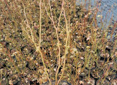 viberslika202202141955109991645281907