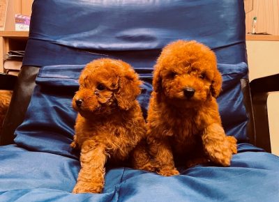 1.1IMG41171648198700