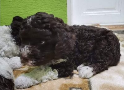 1399907522243443927436531347372508939503226n1646586612