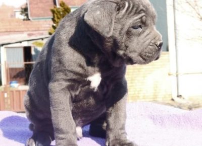 27460365810781435696951986024151843631322171n1646402449