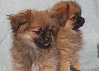 2752958396496012163189512680881567688595266n1647638554