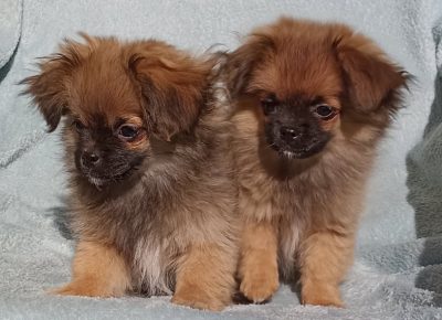 2753938576612265385396997338404645588488127n1647638554