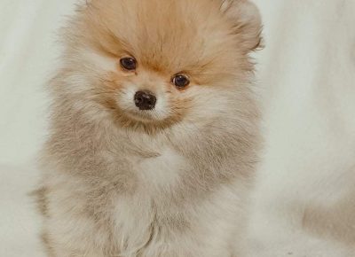 27564050413294578641328275211017652292770940n1647631184