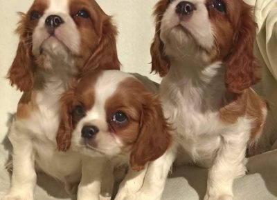 2756410156585223885351617303479040099726196n1647603439