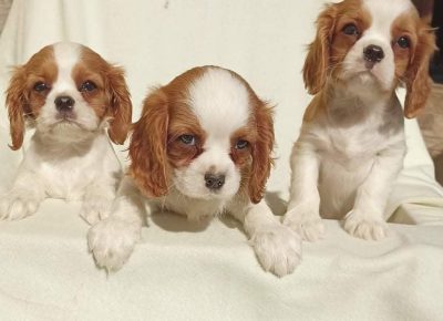 2756573102591898930960697699069386179470406n1647603440