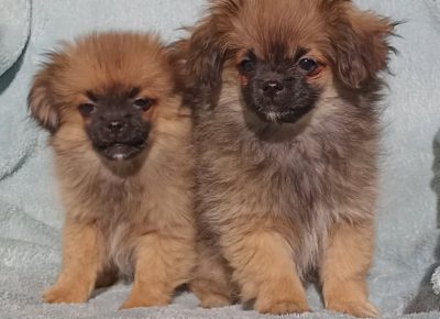 27567064113205513417789295086031777081966209n1647638555