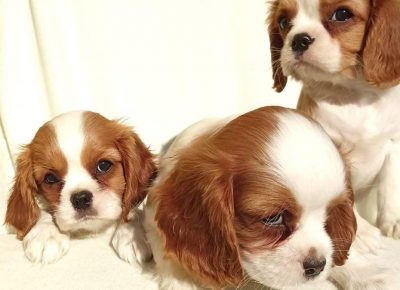 275672506277695997882839442909260343639830n1647603441