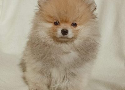 2757167963557707265479221188235298658246815n1647631184