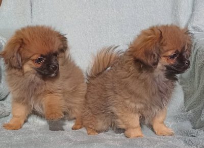 27598273317832654052057848148302295901865727n1647638555