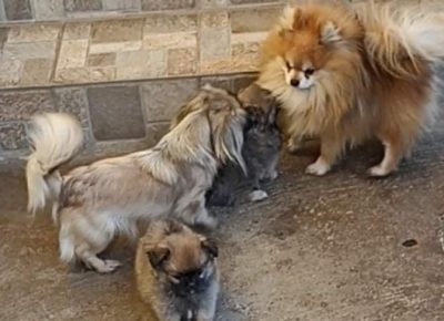 97180387217168762985180548989455057876040958n1647638554