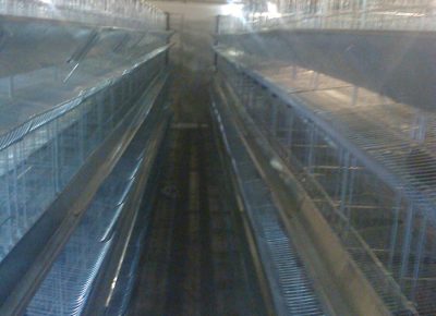 kavezizakokenosilje1646172814