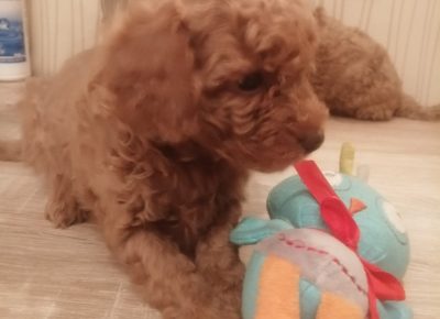 viberimage202110261536452241648198700