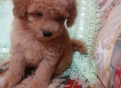 viberimage202111231156358631648198700