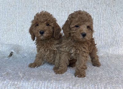 viberimage202203141719156191647341153