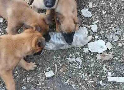 viberimage202203151001022401647351815