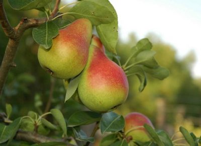 viberslika202102171348282manja1647265083