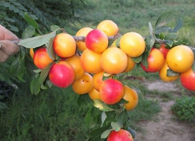 viberslika202102171348293manja1647265084