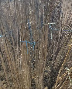 viberslika20220325093136272manja1648723692