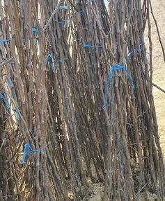 viberslika20220325093136443manja1648723692