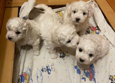 2784454863524330833783074336796351286082870n1650395909